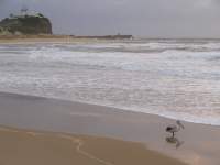 Lighthouse and pelican