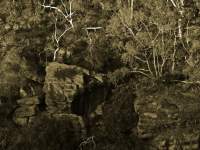 Australian Bush
