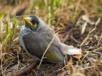 Just out of the nest