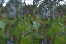 Gum Leaves, Gum Trees