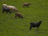 Black sheep