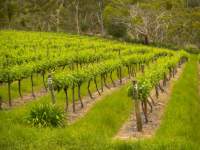 Next Years Vintage