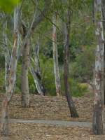 Bush Track