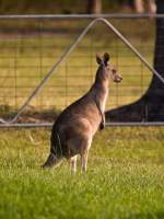 Kangaroo