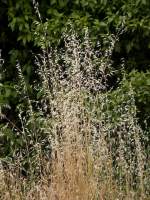 gone to seed