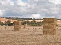 Sheep among the Bales