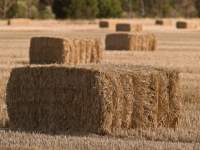 Hay Bales