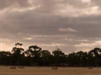 Treeline