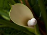 Tip
