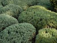 MeticulouslyTrimmed