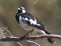 Magpie-lark