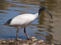 Australian White Ibis