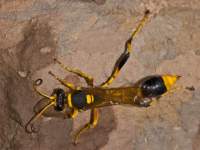 Wasp