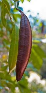 pair of pods