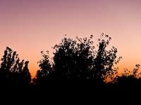 Twilight silhouette