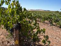 Barossa Shiraz