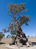 Herbig Family Tree