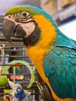 Macaw