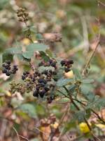 Blackberries