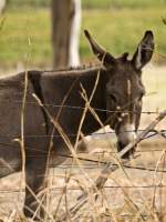 Fenced In