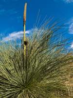 Grass Tree