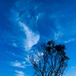 Tree and Clouds