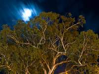 Night Tree