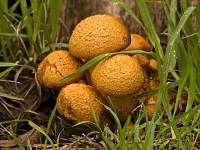 Toadstools