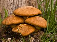 Toadstools