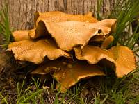 Toadstools