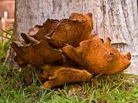 Toadstools