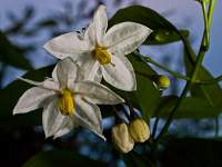 Jasmine