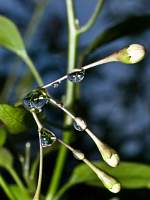 Raindrops