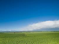 Young Canola