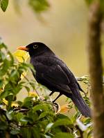 Watchful