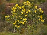 Wattle
