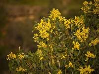 Flowers and Leaves