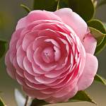 Pink Camellia