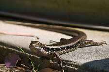 Skink