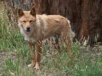 Dingo