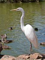 Great Egret