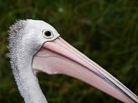 Pelican Portrait