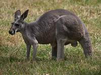 Western Grey