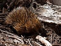 Prickly!