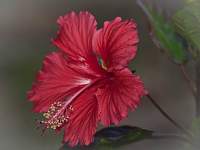 Red Hibiscus