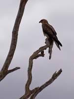 Eagle and Breakfast