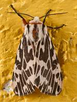 Moth