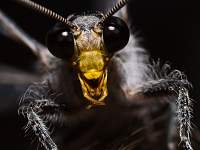 Dragonfly Portrait