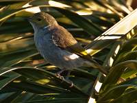 White Plumed Honeyeater