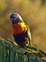 Rainbow Lorikeet